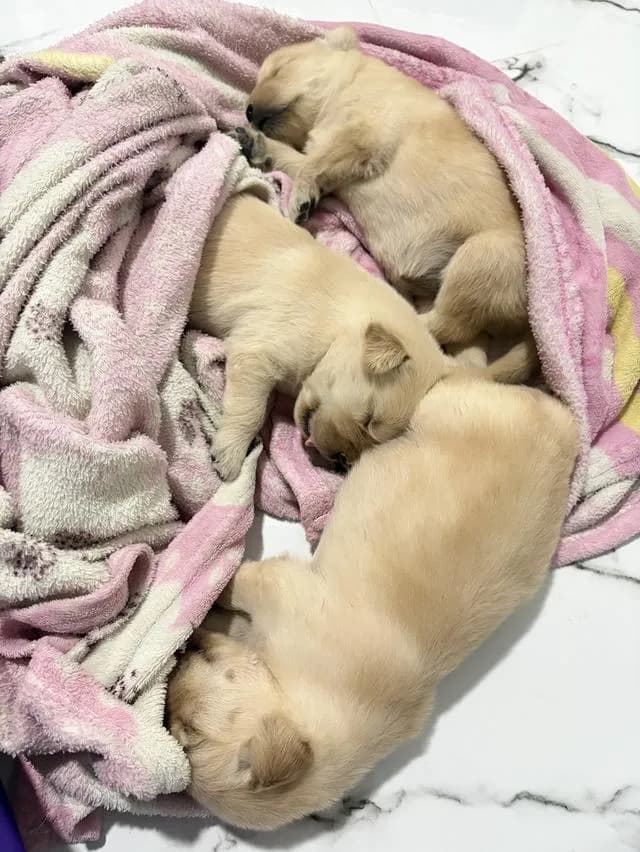 เปิดจองลูกสุนัขโกลเด้น