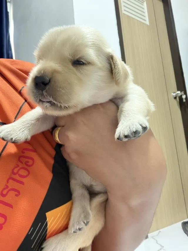 เปิดจองลูกสุนัขโกลเด้น
