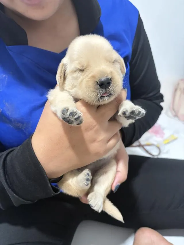 เปิดจองลูกสุนัขโกลเด้น