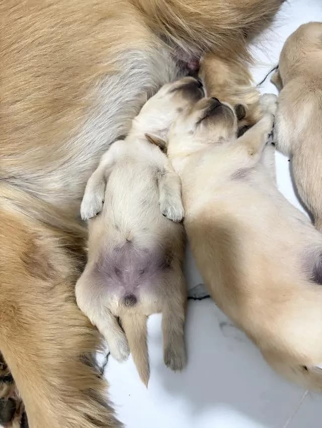 เปิดจองลูกสุนัขโกลเด้น