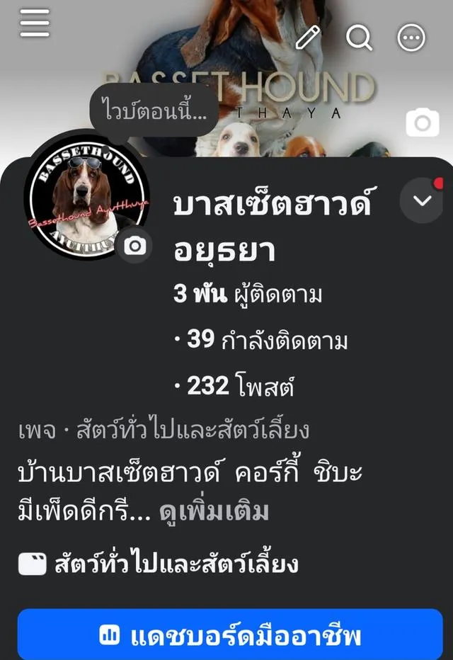 ชิบะอินุ อายุ 2 เดือน