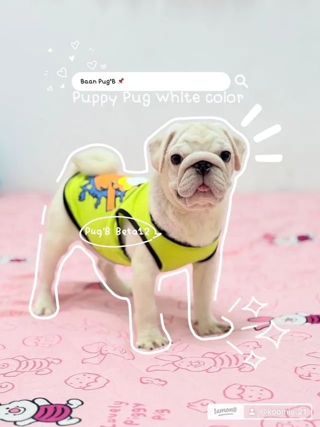 เด็กชาย ปั๊กขาวแท้ ลูกสุนัข