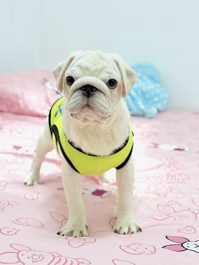 เด็กชาย ปั๊กขาวแท้ ลูกสุนัข