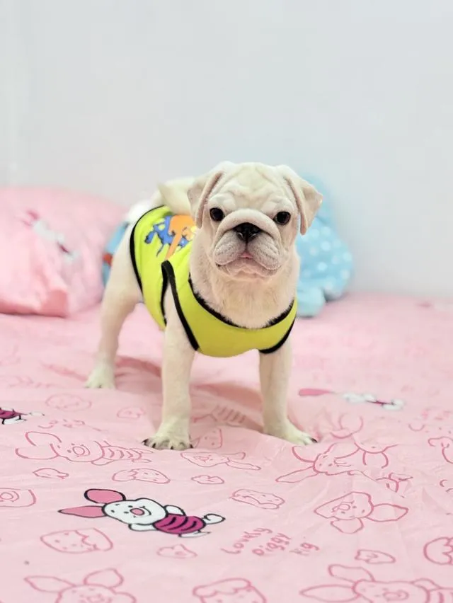 เด็กชาย ปั๊กขาวแท้ ลูกสุนัข