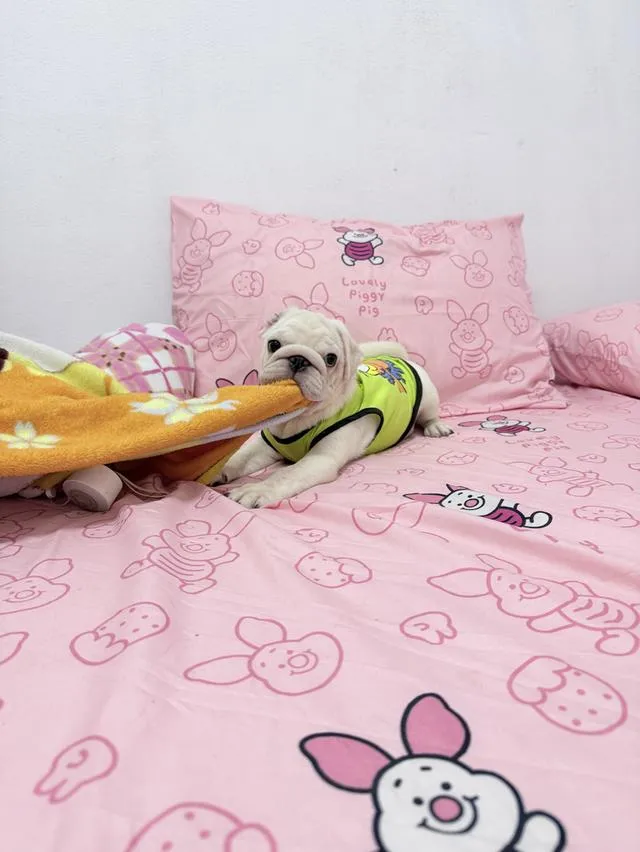 เด็กชาย ปั๊กขาวแท้ ลูกสุนัข