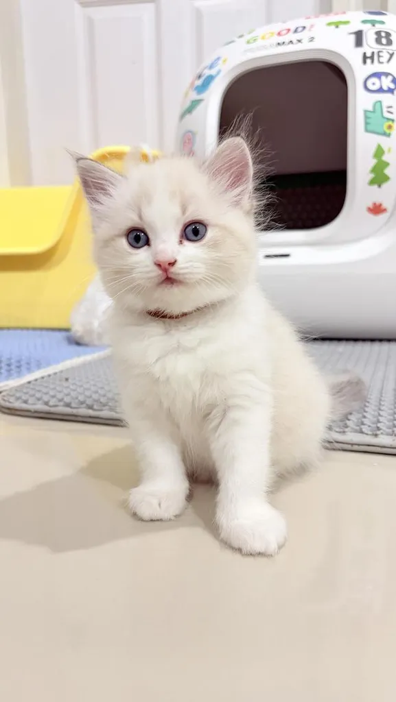 แมวสายพันธุ์Ragdoll ผู้หญิง 40,000 บาท ตรวจสุขภาพก่อนย้ายบ้าน มีใขเพ็ด WCF ทำวัคซีนแล้ว