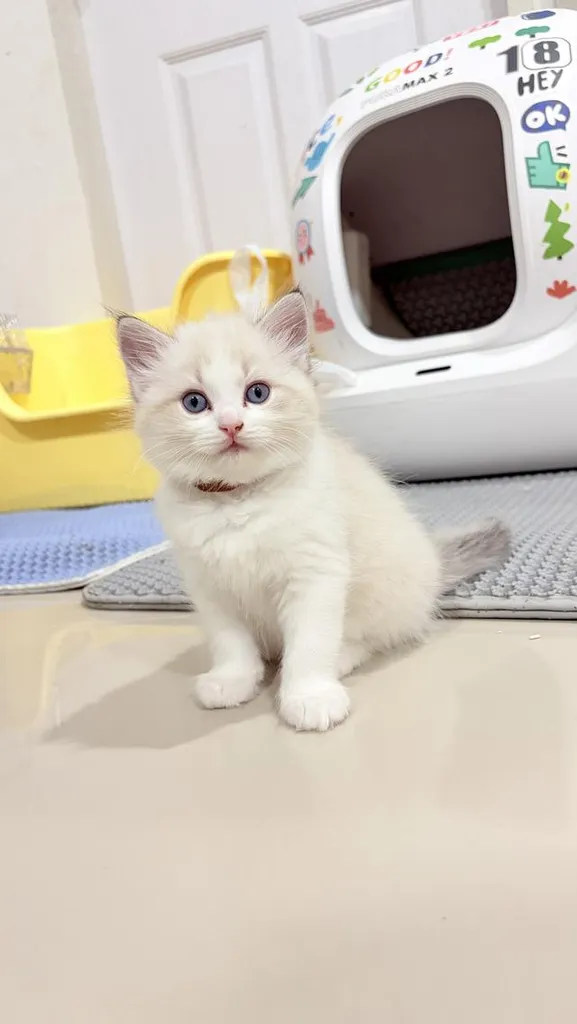 แมวสายพันธุ์Ragdoll ผู้หญิง 40,000 บาท ตรวจสุขภาพก่อนย้ายบ้าน มีใขเพ็ด WCF ทำวัคซีนแล้ว
