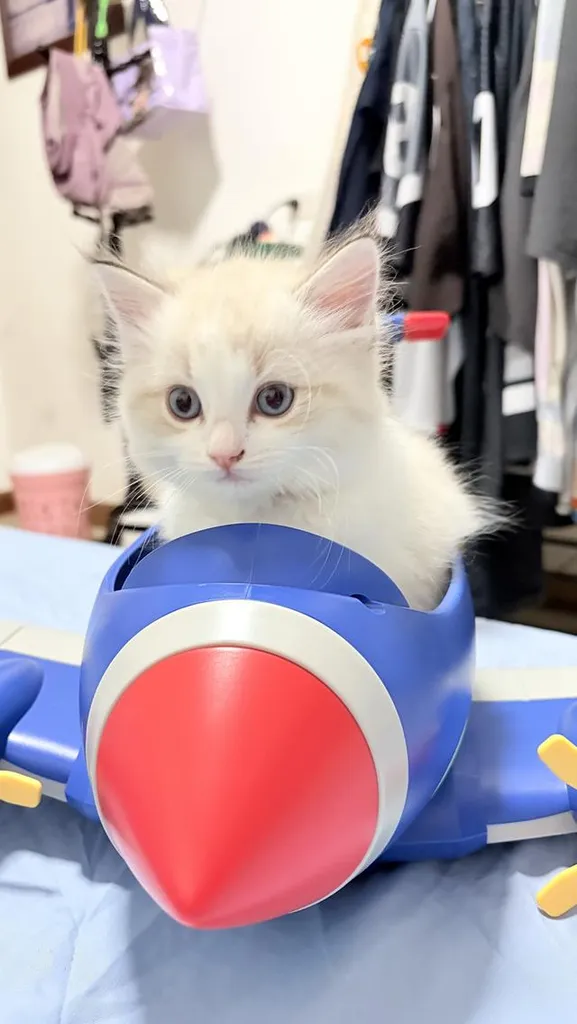 แมวสายพันธุ์Ragdoll ผู้หญิง 40,000 บาท ตรวจสุขภาพก่อนย้ายบ้าน มีใขเพ็ด WCF ทำวัคซีนแล้ว