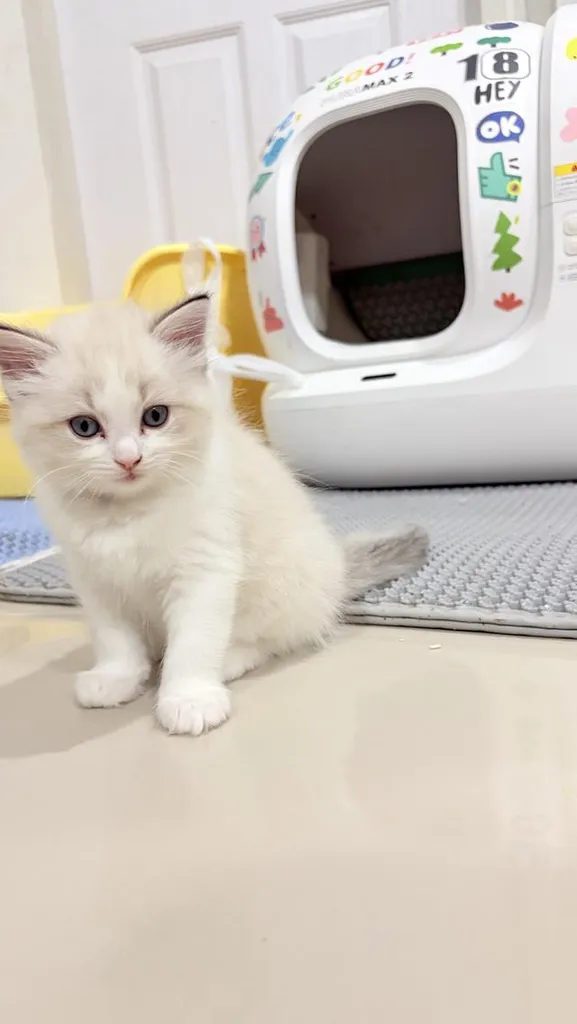 แมวสายพันธุ์Ragdoll ผู้หญิง 40,000 บาท ตรวจสุขภาพก่อนย้ายบ้าน มีใขเพ็ด WCF ทำวัคซีนแล้ว