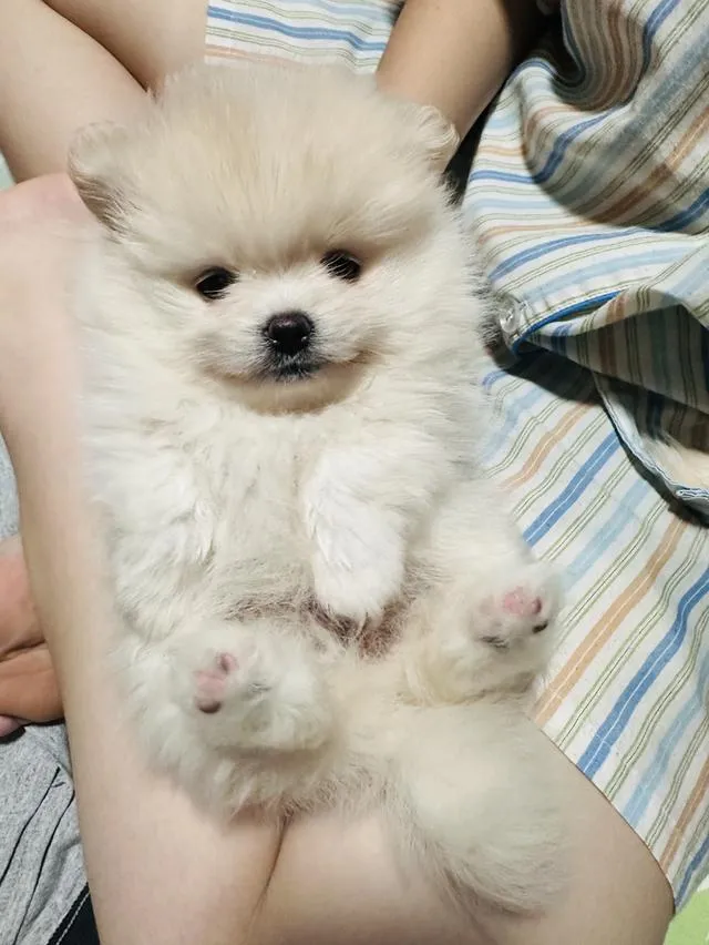 บ้านปอมปอมราชบุรี น้องปอมเมอเรเนียน