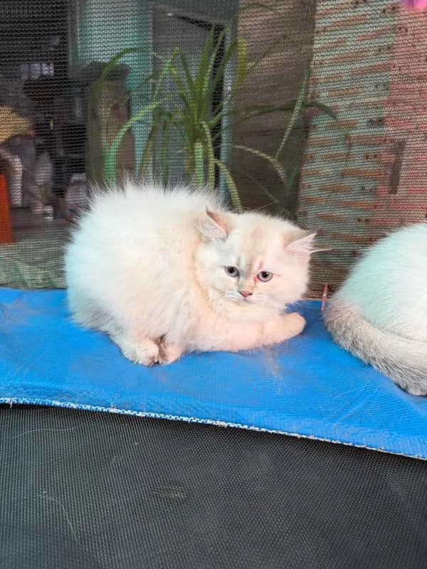 แมวบริติช