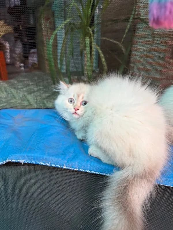 แมวบริติช