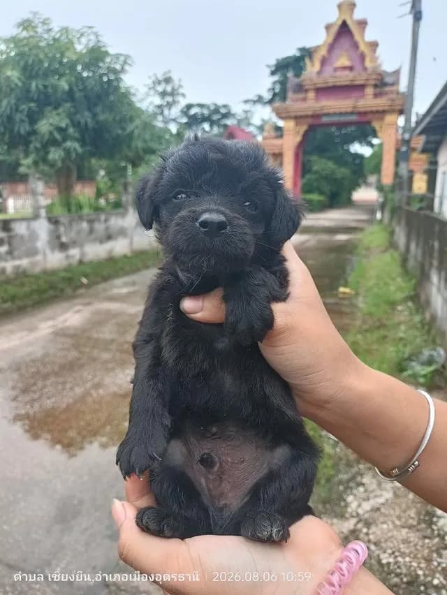 ลูกสุนัขพันธุ์เล็กชิสุพุดเดิ้ล
