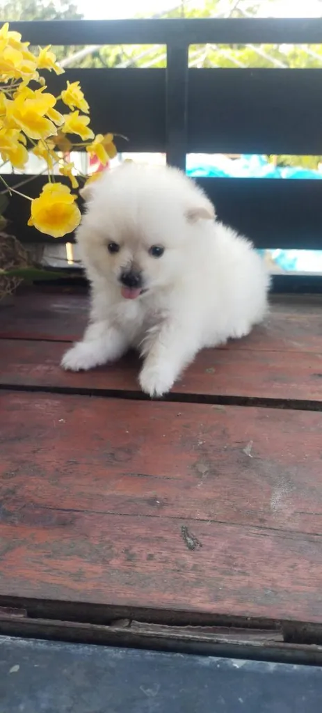 ขายลูกสุนัขพันธุ์ปอม