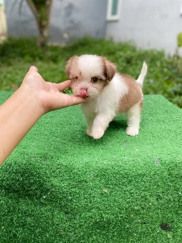 ชิสุห์ผสม ตัวเล็ก น่ารักมากๆ