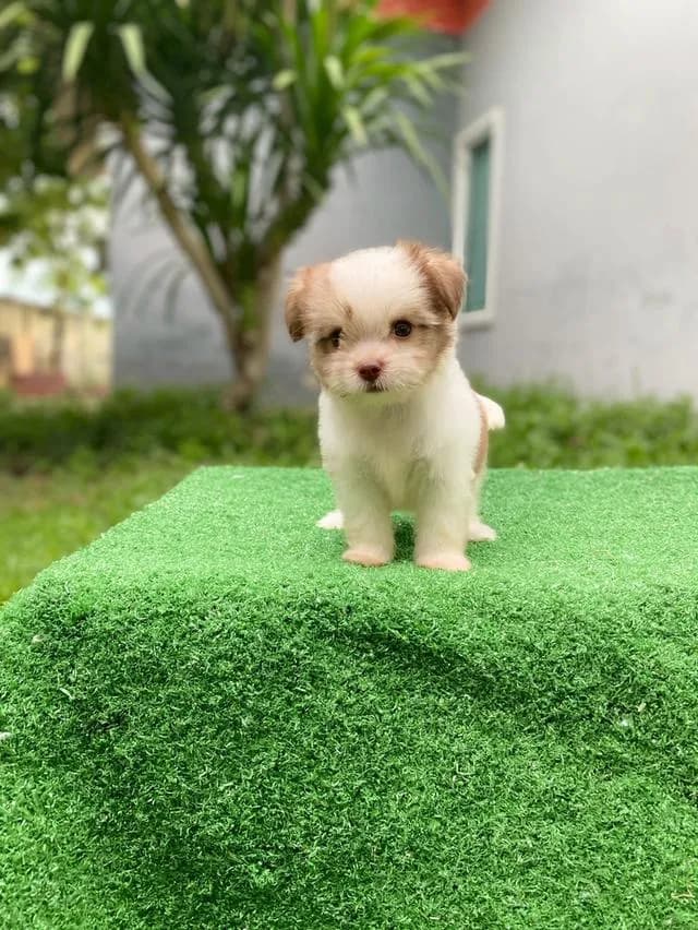 ชิสุห์ผสม ตัวเล็ก น่ารักมากๆ