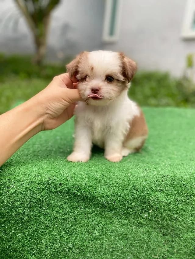 ชิสุห์ผสม ตัวเล็ก น่ารักมากๆ