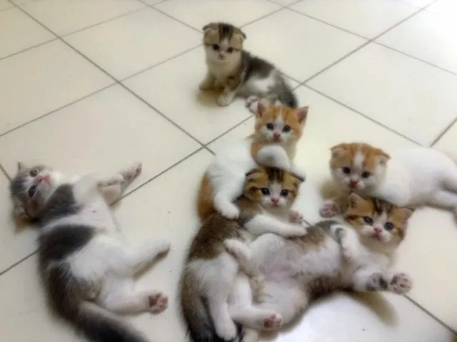 ตามหาเจ้าของให้ม่