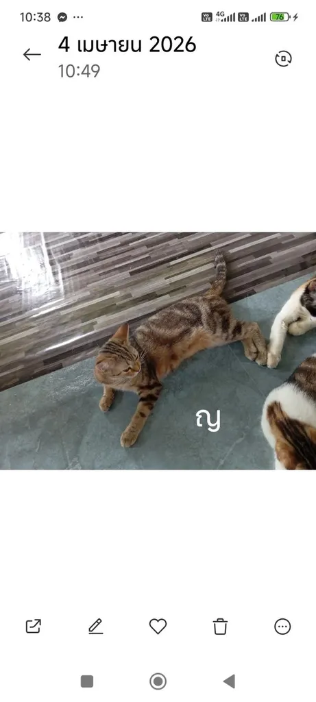 แมวสก๊อตติสเพศผู้เมีย