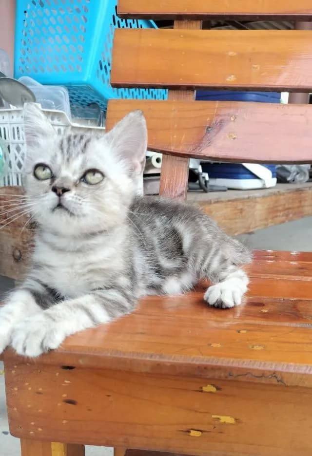 สกอตติช