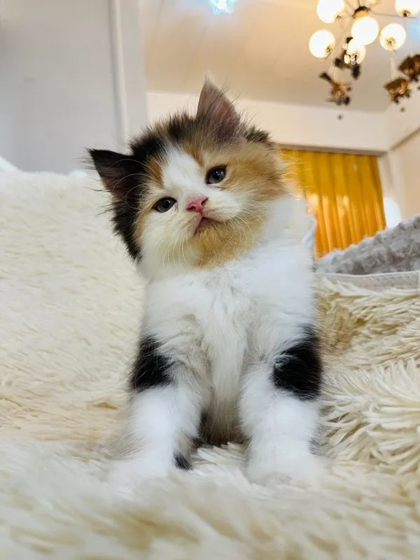 แมวเปอร์เซียสามสีเพศเมีย
