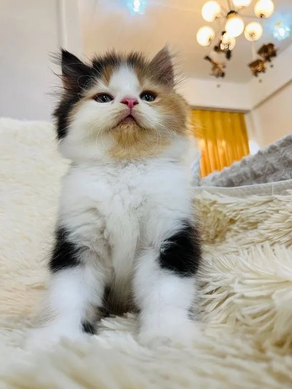 แมวเปอร์เซียสามสีเพศเมีย