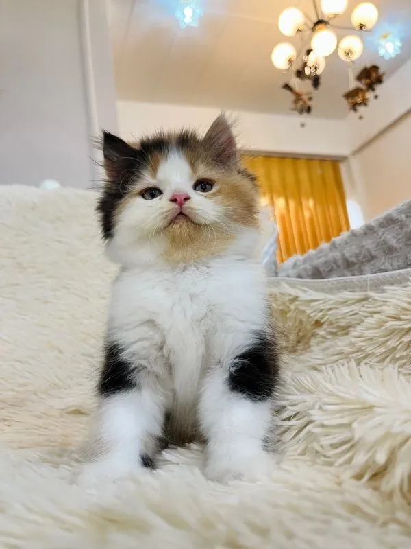 แมวเปอร์เซียสามสีเพศเมีย