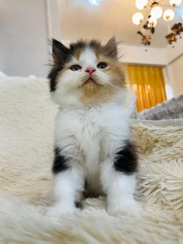 แมวเปอร์เซียสามสีเพศเมีย