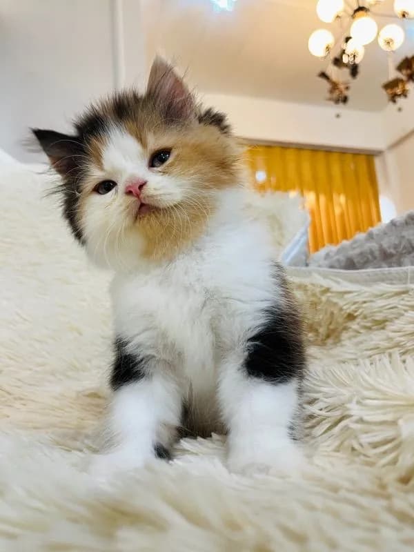 แมวเปอร์เซียสามสีเพศเมีย