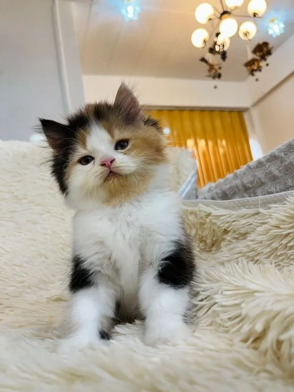 แมวเปอร์เซียสามสีเพศเมีย