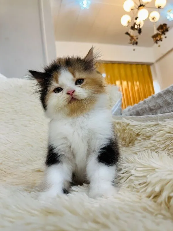 แมวเปอร์เซียสามสีเพศเมีย
