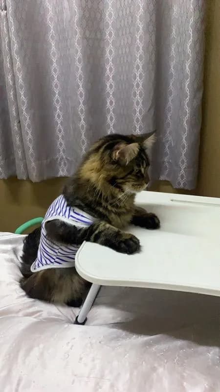แมวเมนคูณ