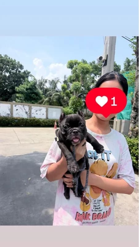 อเมริกัน บูลลี่