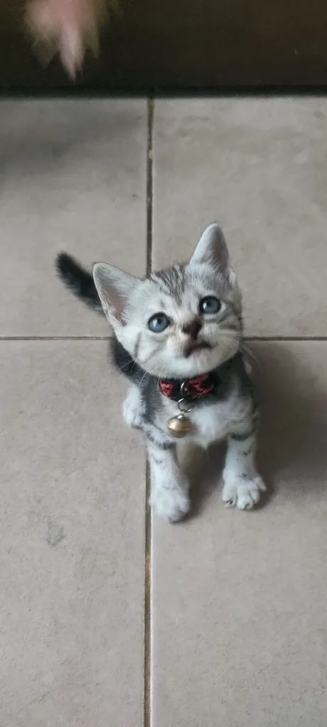 แมว