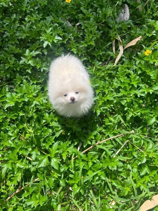 ลูกหมา ปอม ชาย