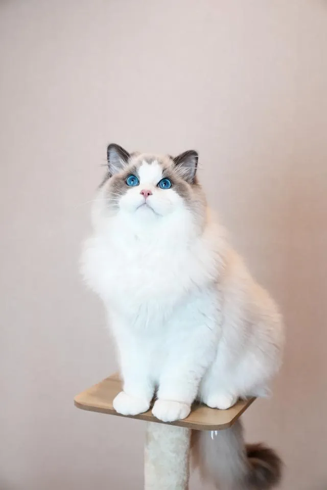 หนุ่ม Ragdoll นำเข้า หน้าหวาน ตาฟ้ามากๆ