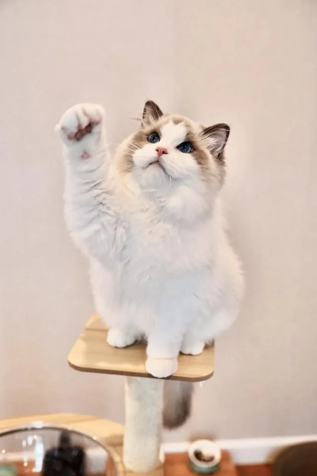 หนุ่ม Ragdoll นำเข้า หน้าหวาน ตาฟ้ามากๆ
