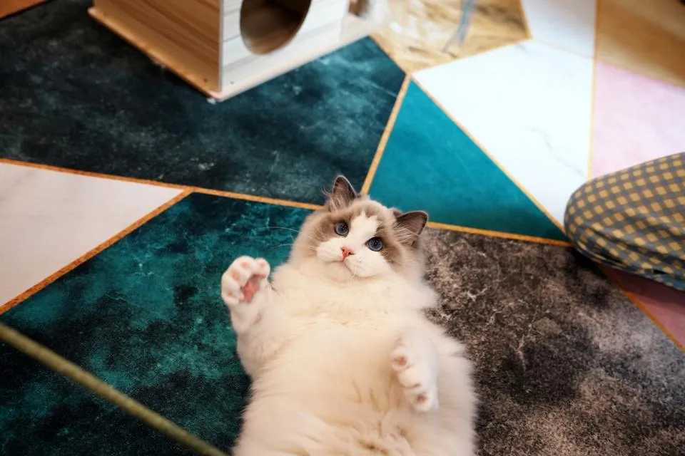หนุ่ม Ragdoll นำเข้า หน้าหวาน ตาฟ้ามากๆ
