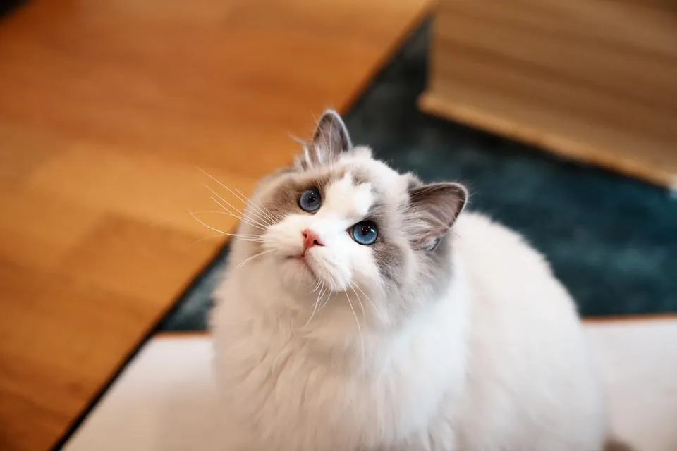 หนุ่ม Ragdoll นำเข้า หน้าหวาน ตาฟ้ามากๆ