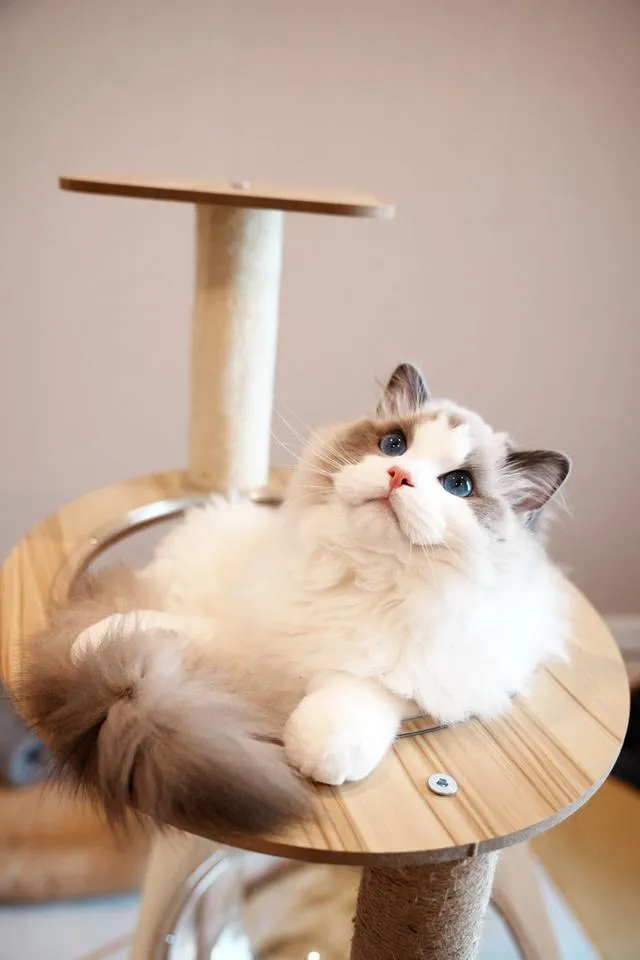 หนุ่ม Ragdoll นำเข้า หน้าหวาน ตาฟ้ามากๆ
