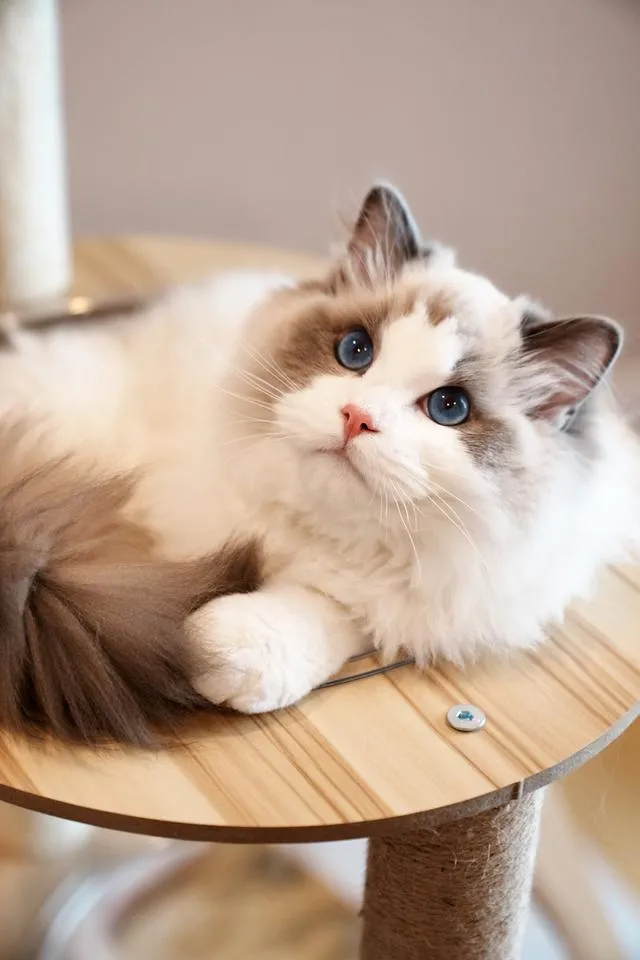 หนุ่ม Ragdoll นำเข้า หน้าหวาน ตาฟ้ามากๆ