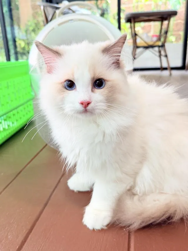 แมวแร็กดอลล์ (Ragdoll) อายุ4 เดือน