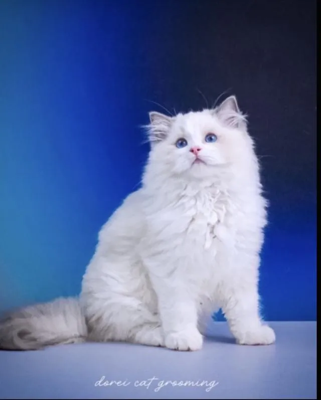 แมวแร็กดอลล์ (Ragdoll) อายุ4 เดือน