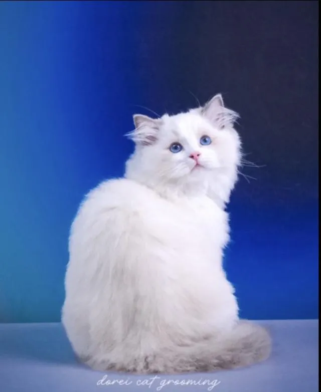 แมวแร็กดอลล์ (Ragdoll) อายุ4 เดือน