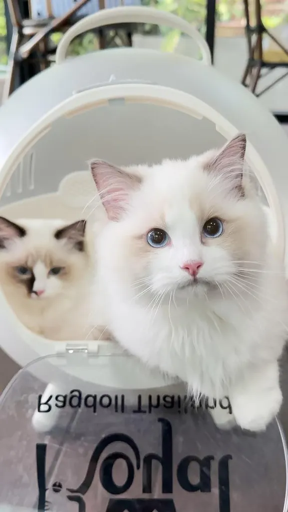 แมวแร็กดอลล์ (Ragdoll) อายุ4 เดือน