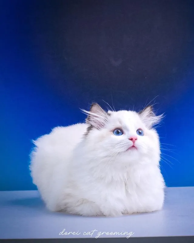 แมวแร็กดอลล์ (Ragdoll) อายุ4 เดือน