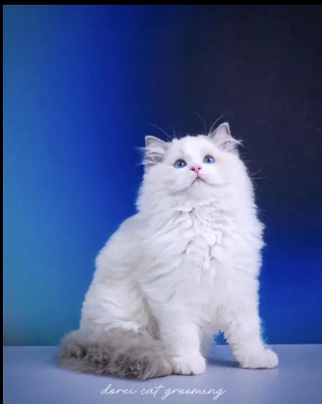 แมวแร็กดอลล์ (Ragdoll) อายุ4 เดือน