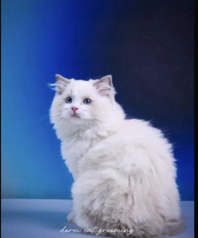 แมวแร็กดอลล์ (Ragdoll) อายุ4 เดือน