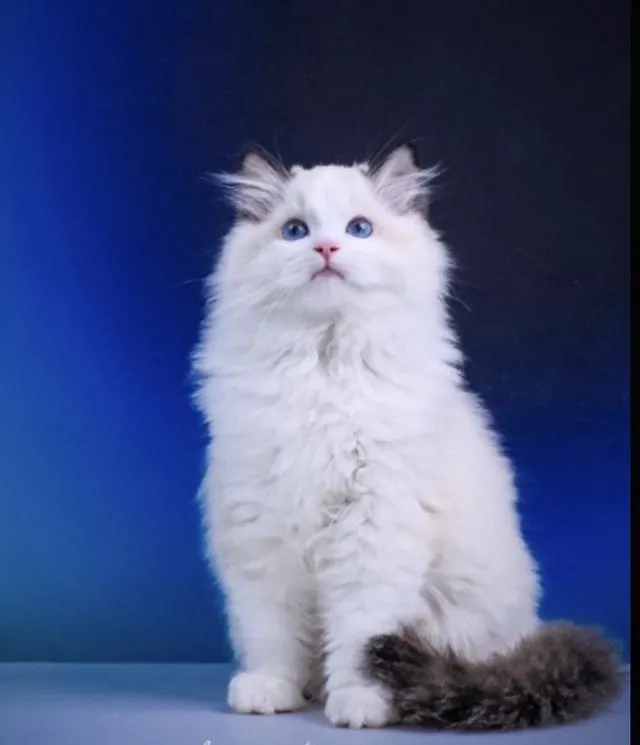 แมวแร็กดอลล์ (Ragdoll) อายุ4 เดือน