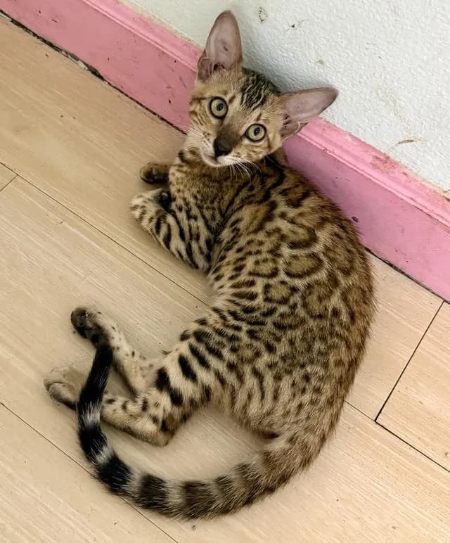 เบงกอลภูเก็ต แมวเบงกอล
